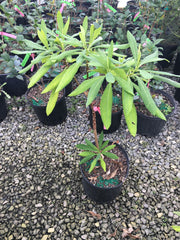 - Edgeworthia chrysantha 'Gold Rush' Chinese Paperbush - Mr Maple │ Buy Japanese Maple Trees