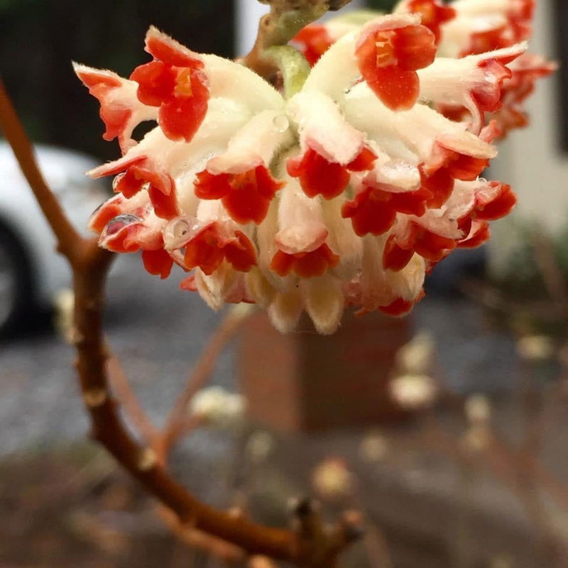 - Edgeworthia papyrifera 'Akebono' Chinese Paperbush - Mr Maple │ Buy Japanese Maple Trees