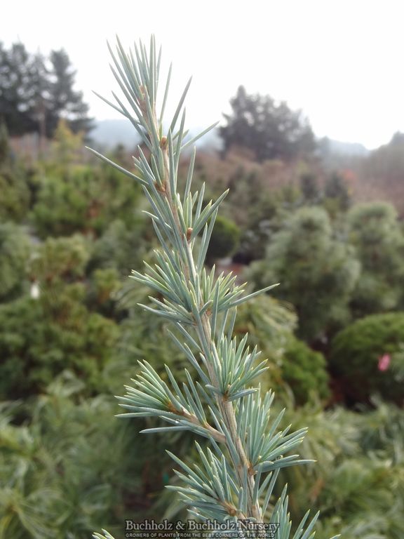 Cedrus deodara 'Eisregen' Himalayan Cedar