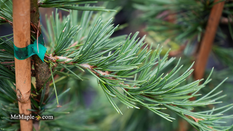 Cedrus deodara 'Eisregen' Himalayan Cedar