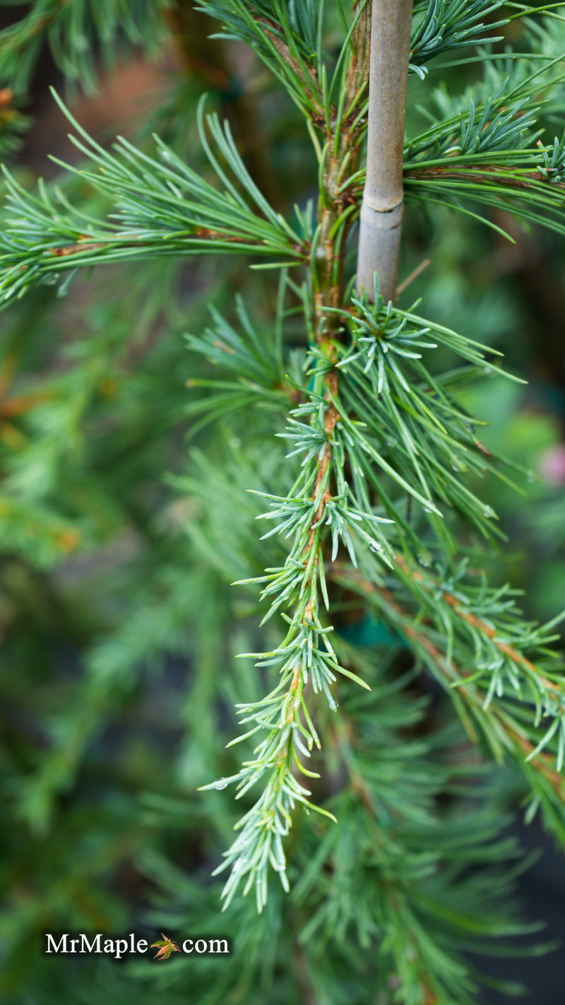Cedrus deodara 'Eisregen' Himalayan Cedar