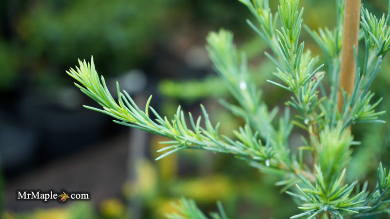 Cedrus deodara 'Eisregen' Himalayan Cedar