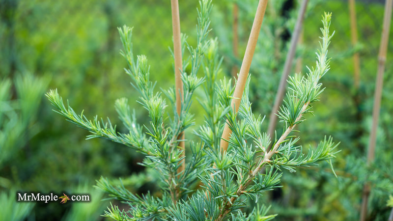 Cedrus deodara 'Eisregen' Himalayan Cedar