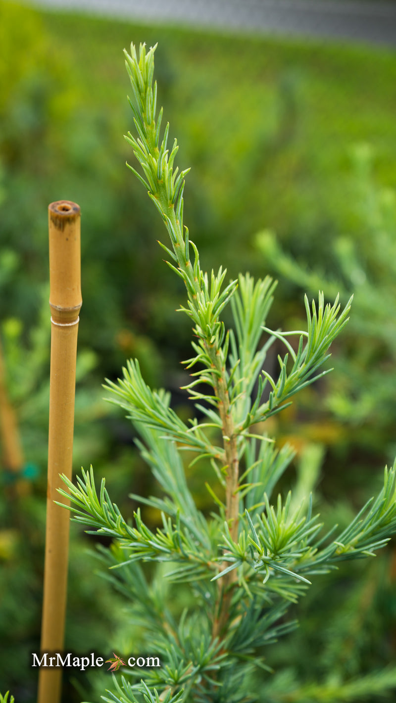 Cedrus deodara 'Eisregen' Himalayan Cedar