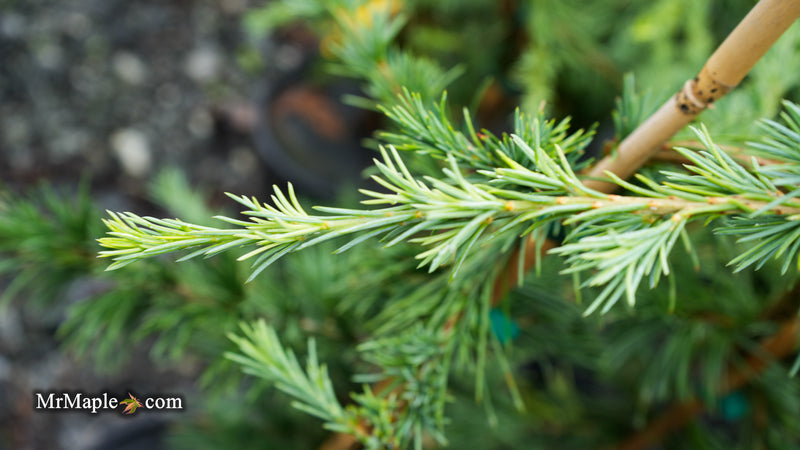 Cedrus deodara 'Eisregen' Himalayan Cedar