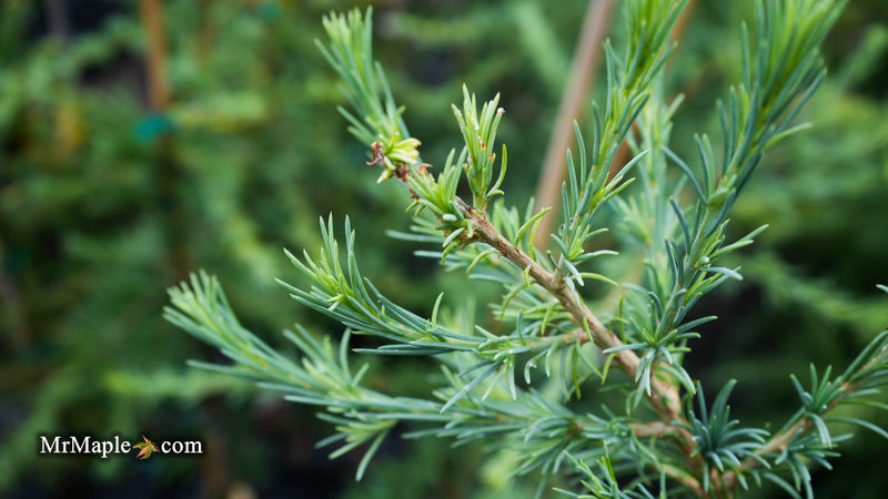 Cedrus deodara 'Eisregen' Himalayan Cedar
