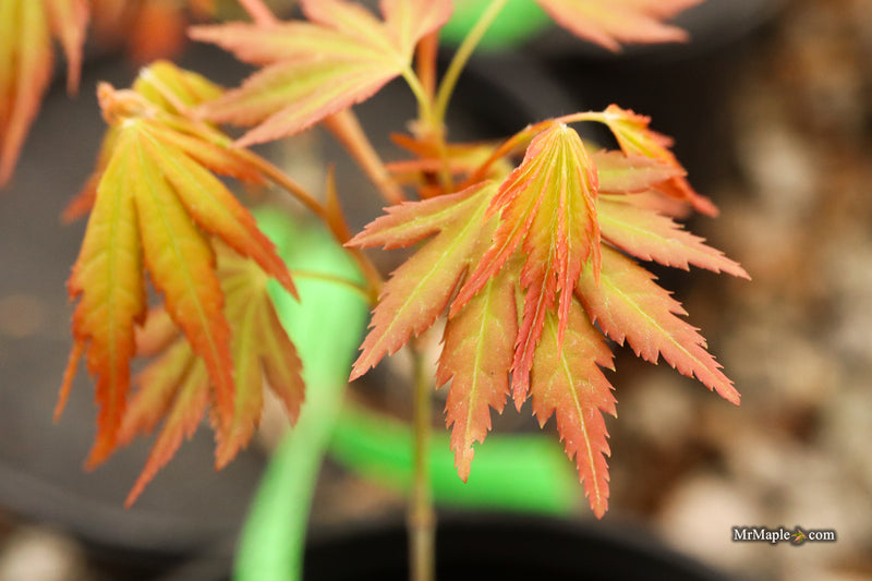 Acer palmatum 'Elena Melodi' Japanese Maple