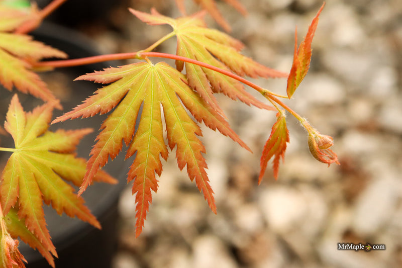 Acer palmatum 'Elena Melodi' Japanese Maple