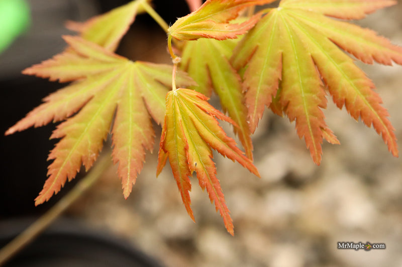 Acer palmatum 'Elena Melodi' Japanese Maple