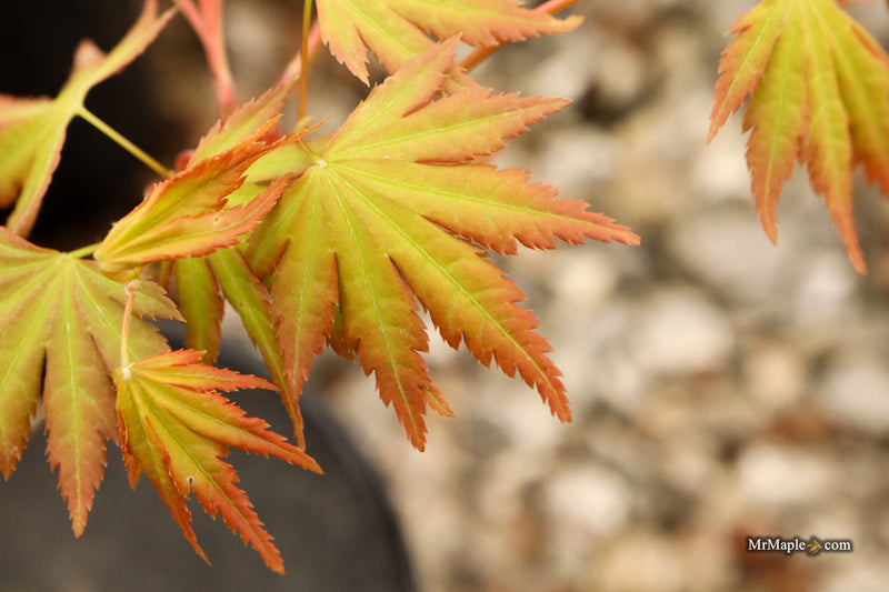 Acer palmatum 'Elena Melodi' Japanese Maple