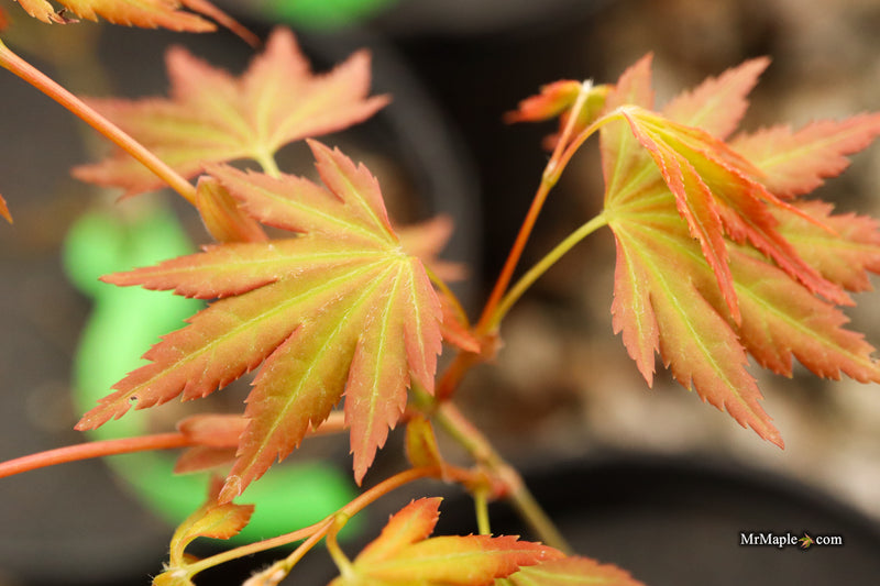 Acer palmatum 'Elena Melodi' Japanese Maple