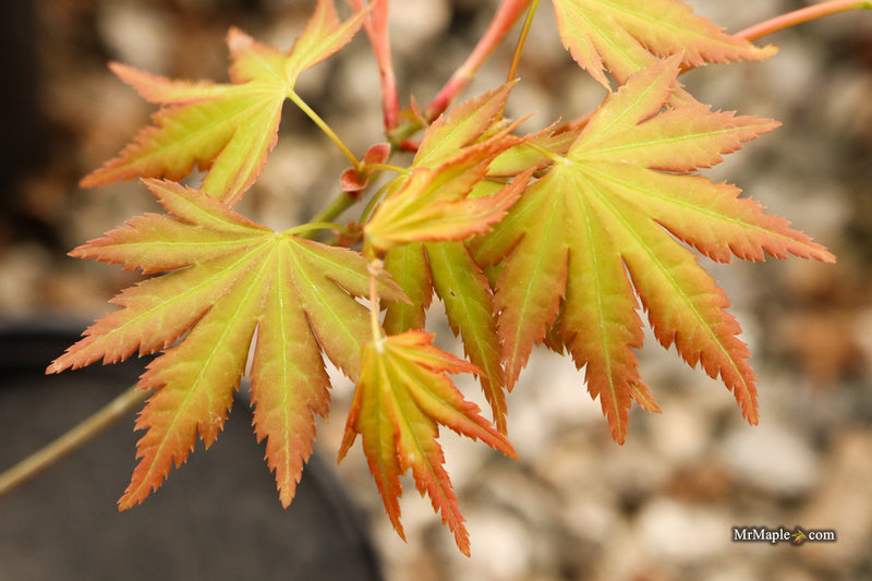 Acer palmatum 'Elena Melodi' Japanese Maple