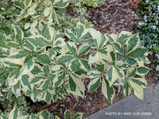 - Eleutherococcus sieboldianus 'Variegatus' Variegated Aralia - Mr Maple │ Buy Japanese Maple Trees