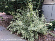 - Eleutherococcus sieboldianus 'Variegatus' Variegated Aralia - Mr Maple │ Buy Japanese Maple Trees