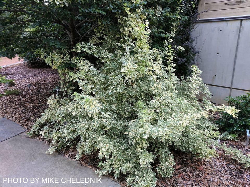 - Eleutherococcus sieboldianus 'Variegatus' Variegated Aralia - Mr Maple │ Buy Japanese Maple Trees