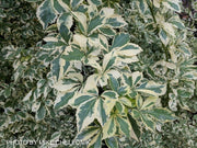 - Eleutherococcus sieboldianus 'Variegatus' Variegated Aralia - Mr Maple │ Buy Japanese Maple Trees