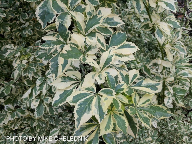 - Eleutherococcus sieboldianus 'Variegatus' Variegated Aralia - Mr Maple │ Buy Japanese Maple Trees