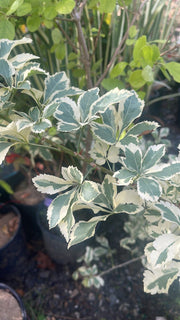 - Eleutherococcus sieboldianus 'Variegatus' Variegated Aralia - Mr Maple │ Buy Japanese Maple Trees