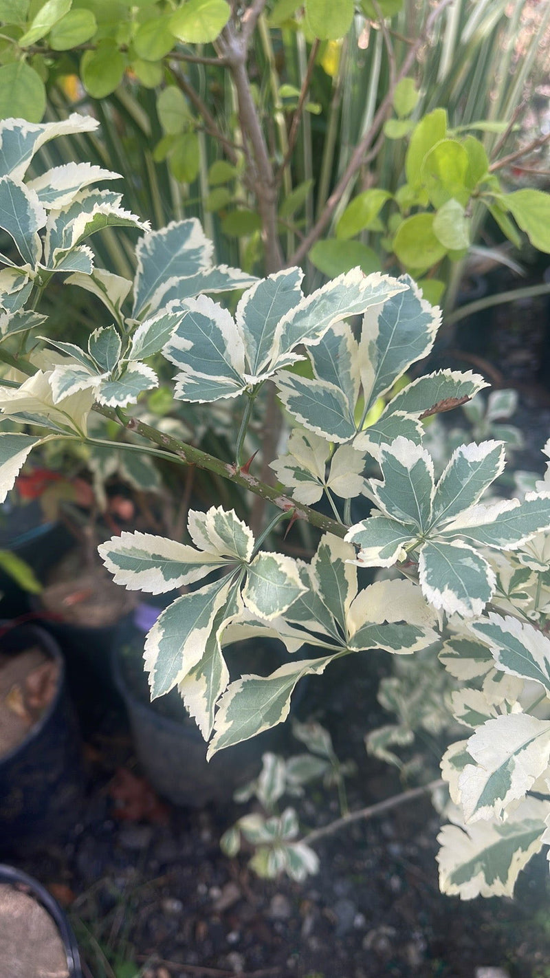 - Eleutherococcus sieboldianus 'Variegatus' Variegated Aralia - Mr Maple │ Buy Japanese Maple Trees