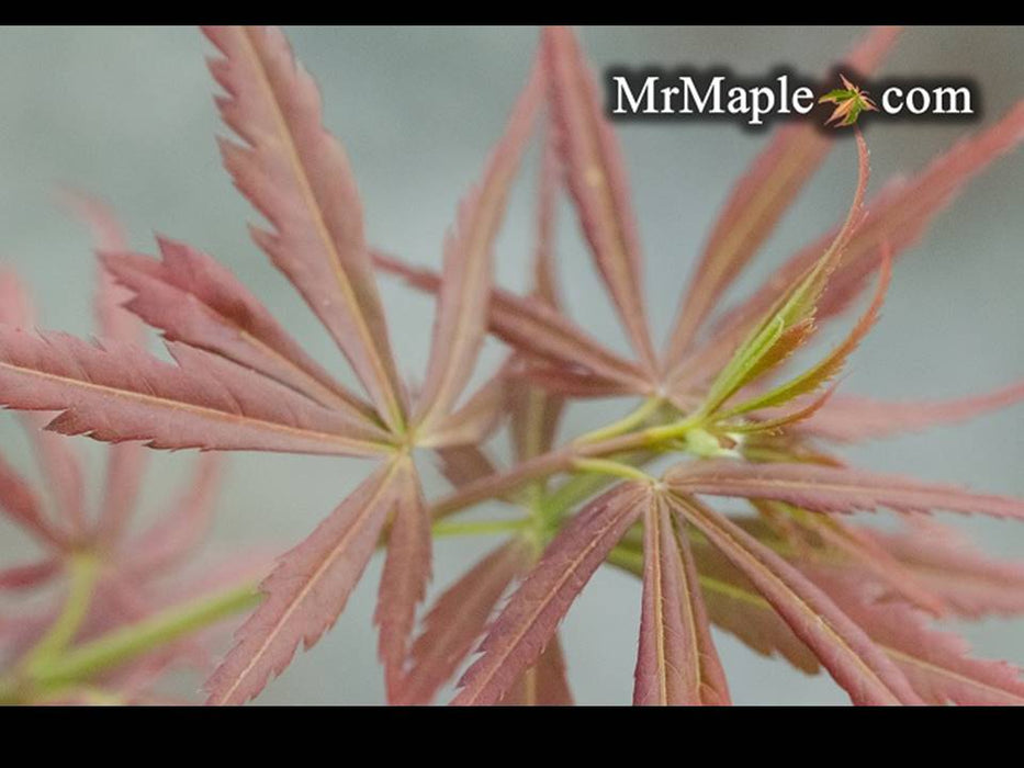 Acer palmatum 'Englishtown W.B.' Dwarf Red Japanese Maple