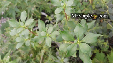 - Enkianthus campanulatus 'Wallaby' Dwaf Pink Flowering Red Vein Enkianthus - Mr Maple │ Buy Japanese Maple Trees