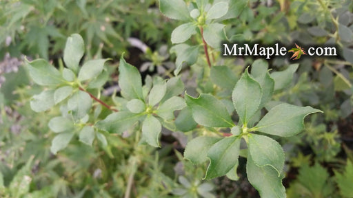 - Enkianthus campanulatus 'Wallaby' Dwaf Pink Flowering Red Vein Enkianthus - Mr Maple │ Buy Japanese Maple Trees