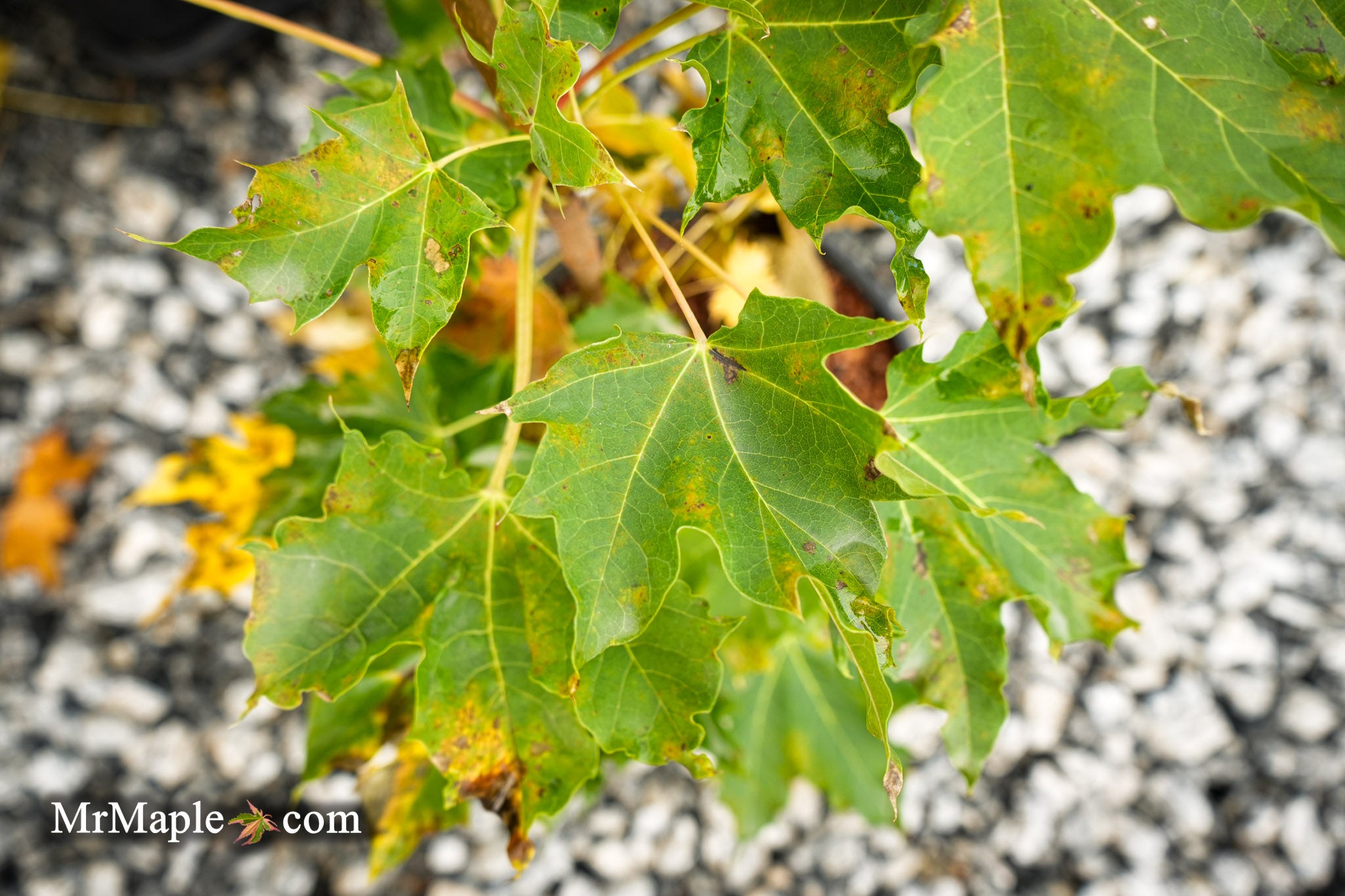 Mr Maple Acer platanoides Erectum Norway Maple