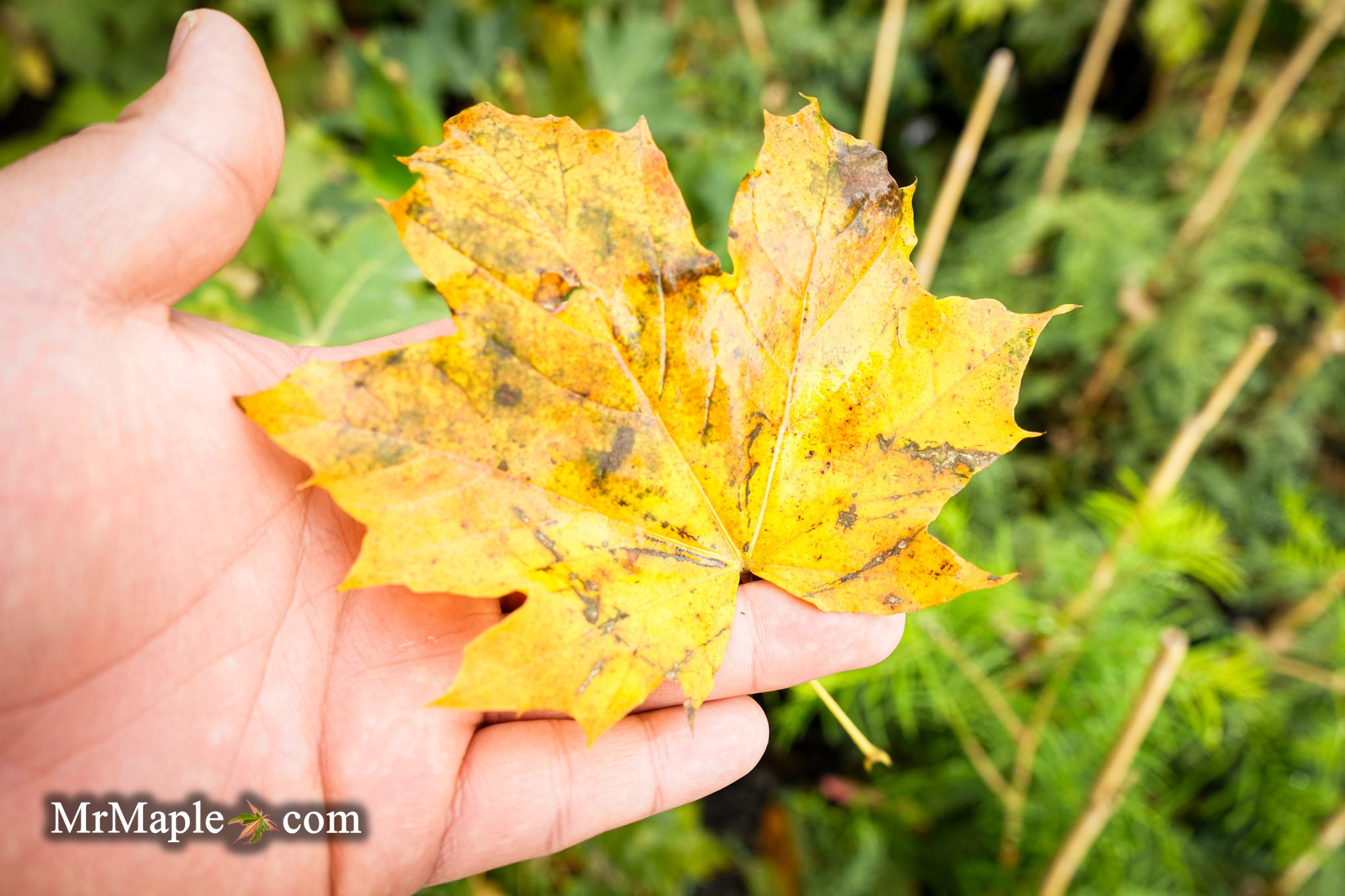 その他 MapleTree Buy Acer platanoides 'Erectum' Norway Maple — Mr Maple │ Buy