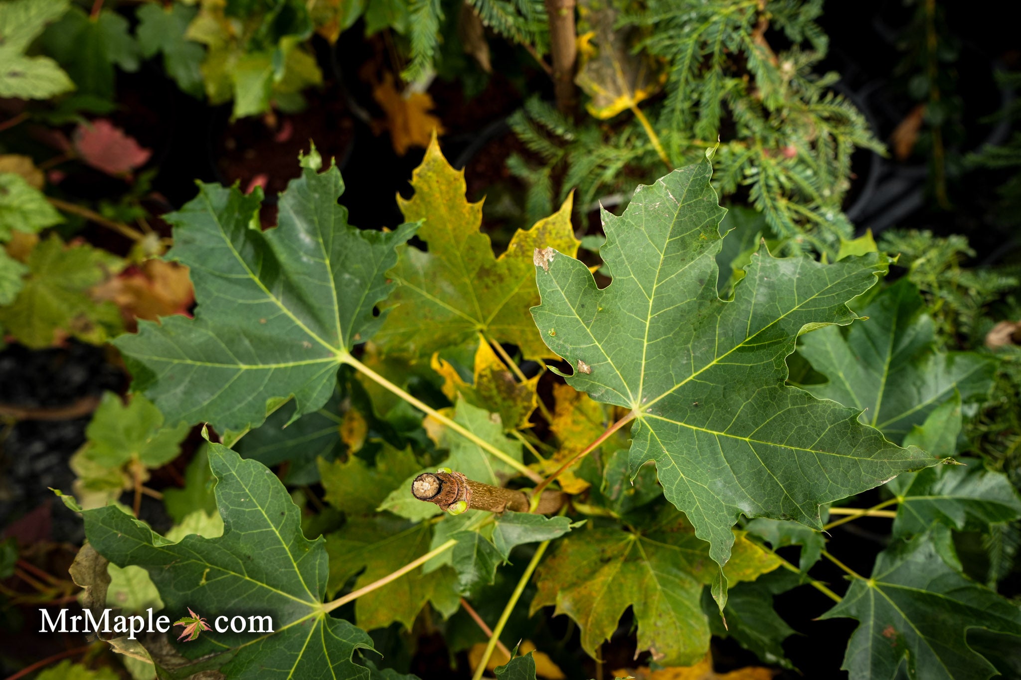 Buy Acer platanoides 'Erectum' Norway Maple — Mr Maple │ Buy