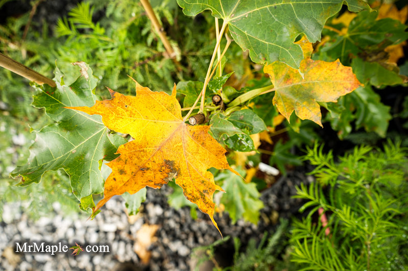 Acer platanoides 'Erectum' Columnar Norway maple