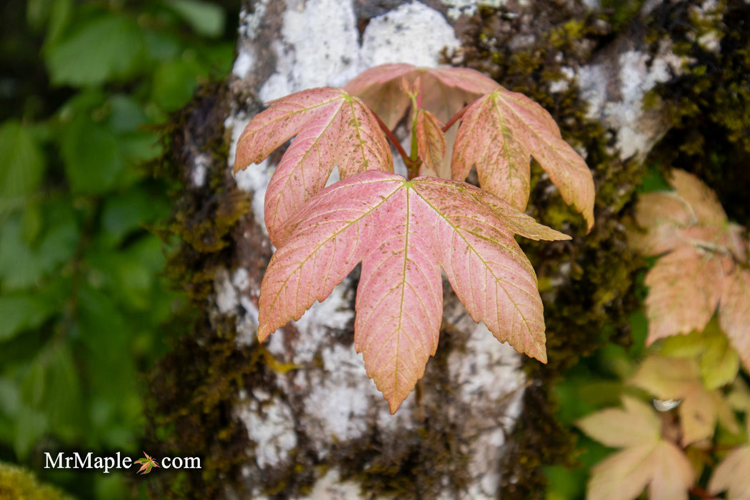 - Acer pseudoplatanus 'Esk Sunset' Rare Variegated Eskimo Sunset Maple - Mr Maple │ Buy Japanese Maple Trees