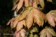 - Acer pseudoplatanus 'Esk Sunset' Rare Variegated Eskimo Sunset Maple - Mr Maple │ Buy Japanese Maple Trees