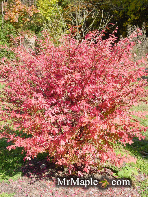 - Euonymus alatus 'Compacta' Dwarf Burning Bush - Mr Maple │ Buy Japanese Maple Trees