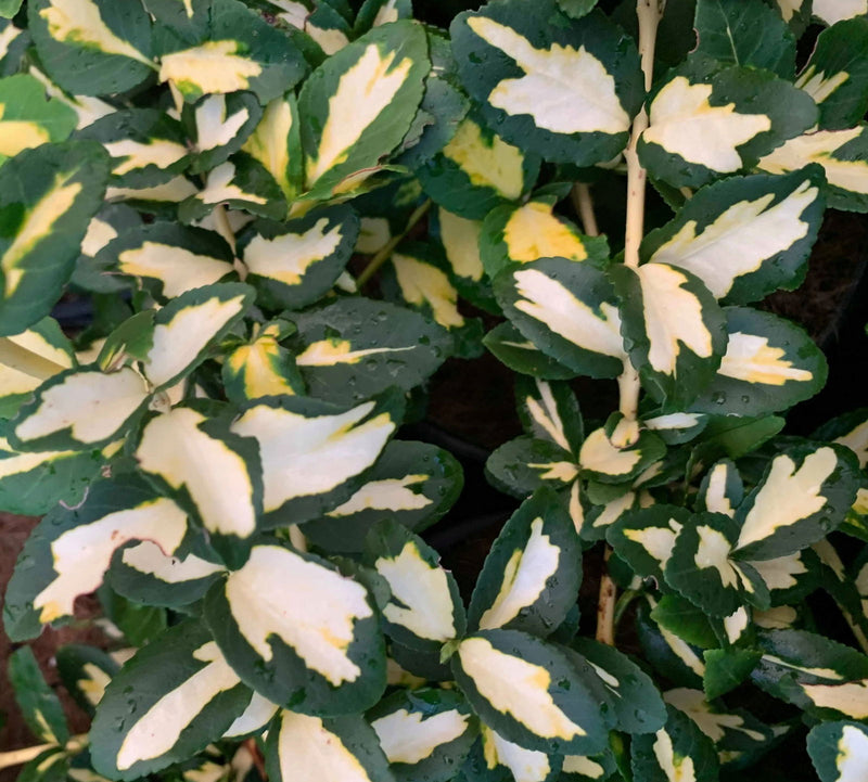 - Euonymus fortunei 'Moonshadow' Variegated Wintercreeper - Mr Maple │ Buy Japanese Maple Trees