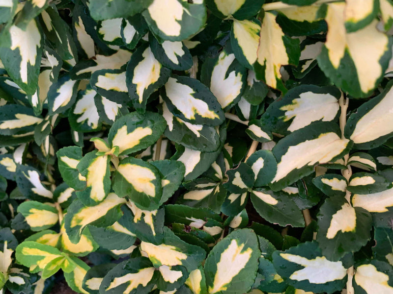 - Euonymus fortunei 'Moonshadow' Variegated Wintercreeper - Mr Maple │ Buy Japanese Maple Trees