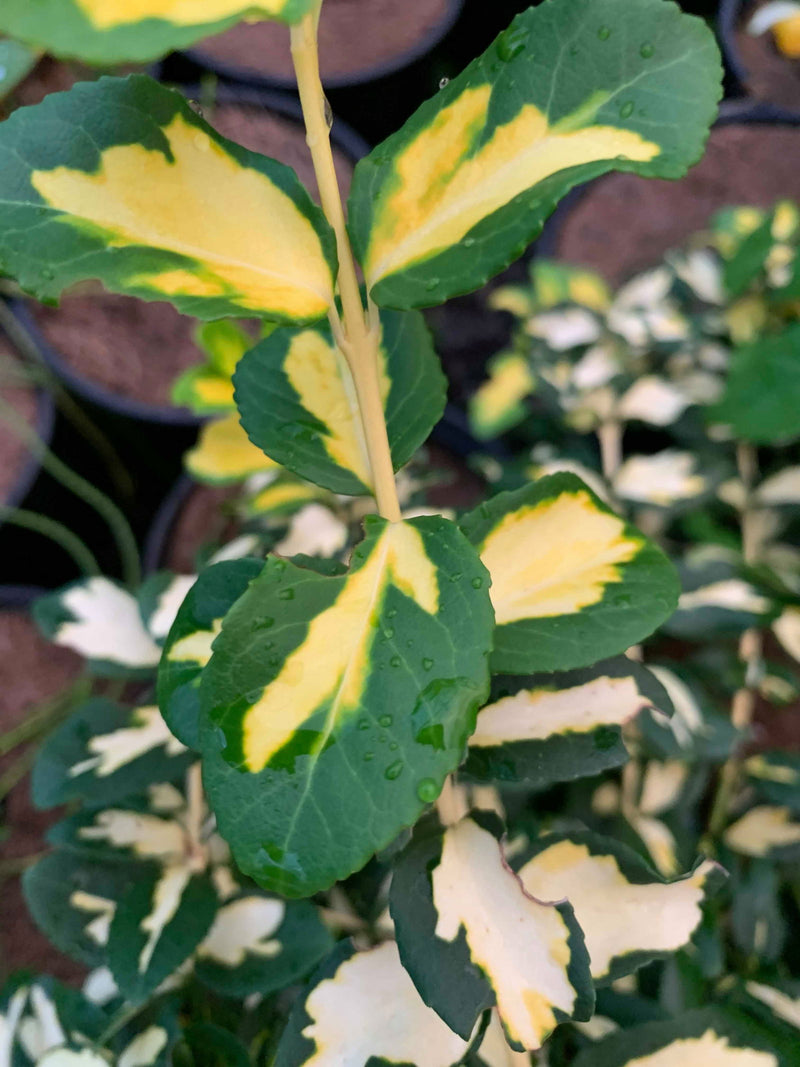 - Euonymus fortunei 'Moonshadow' Variegated Wintercreeper - Mr Maple │ Buy Japanese Maple Trees