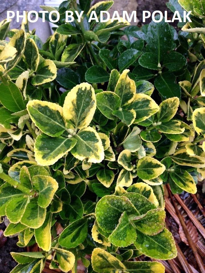 - Euonymus japonicus 'Aureomarginata' Variegated Japanese Spindletree - Mr Maple │ Buy Japanese Maple Trees