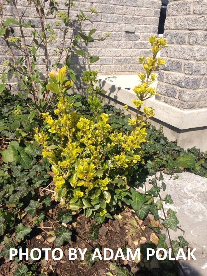 - Euonymus japonicus 'Aureomarginata' Variegated Japanese Spindletree - Mr Maple │ Buy Japanese Maple Trees