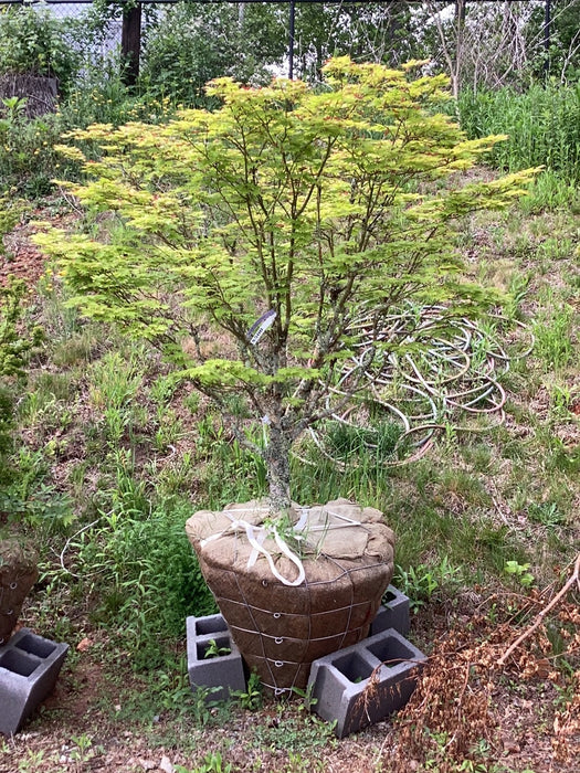 FOR PICKUP ONLY | Acer sieboldianum 'Sode-no-uchi' Small Leaf Full Moon Japanese Maple | DOES NOT SHIP