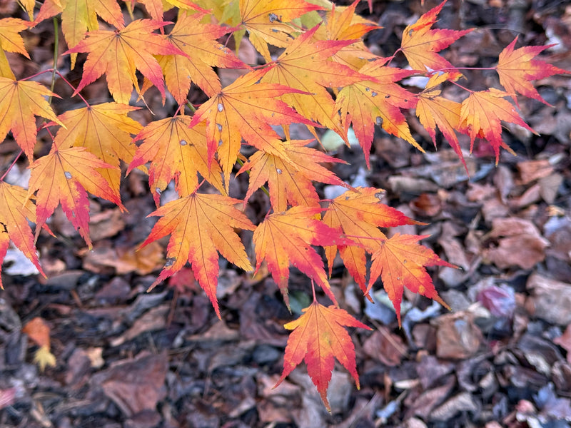 Acer palmatum 'Fall Red Tips' Japanese Maple