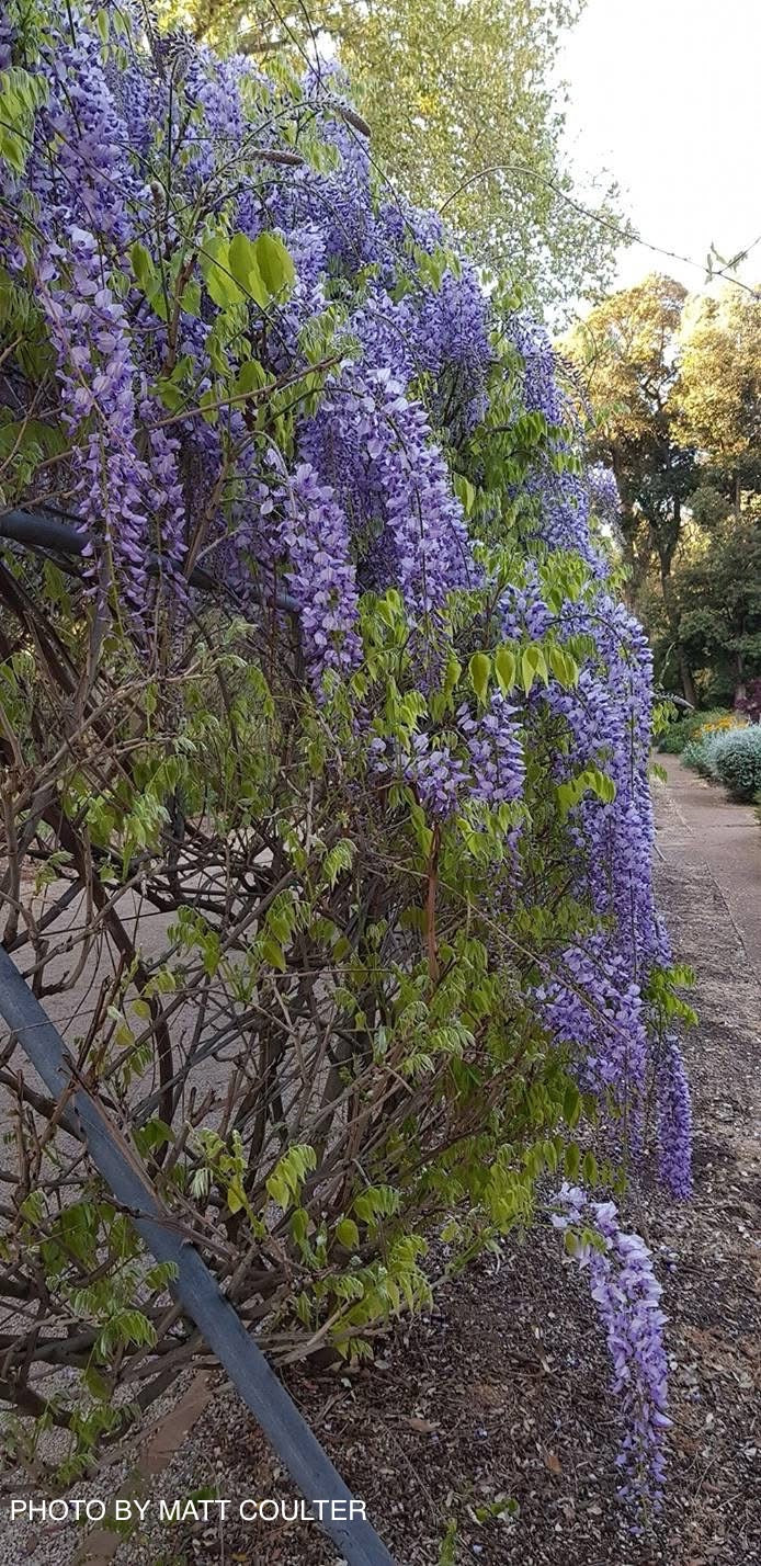 Wisteria floribunda 'Lawrence' Pale Lavender Japanese Wisteria