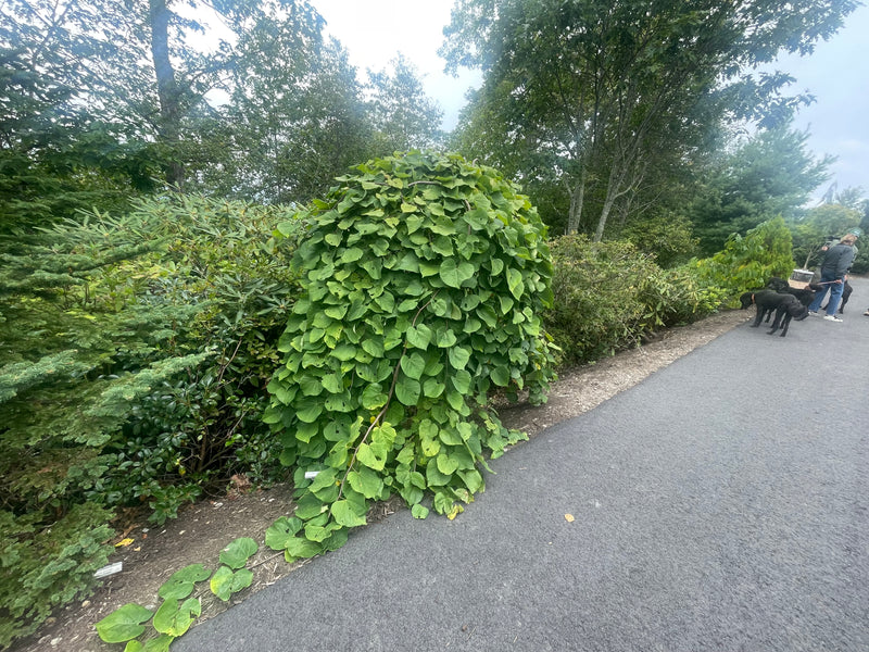 Cercis canadensis ‘Lavender Twist®’ Eastern Redbud Tree