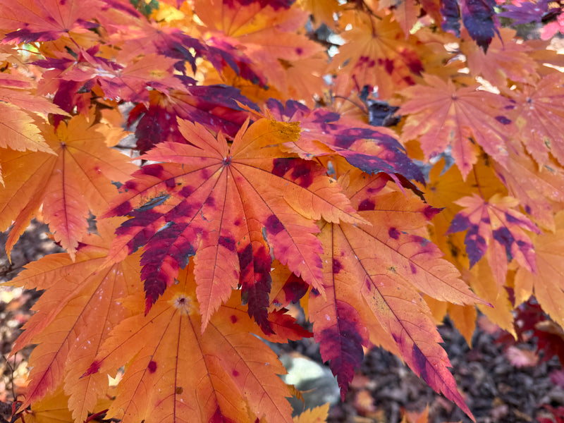 Acer japonicum 'Vitifolium' Large Leaf Full Moon Japanese Maple