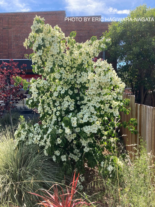 Cornus capitata 'Mountain Moon' Chinese Evergreen Dogwood