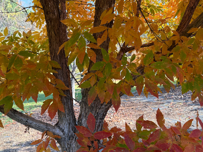 Acer triflorum 'Aureum'