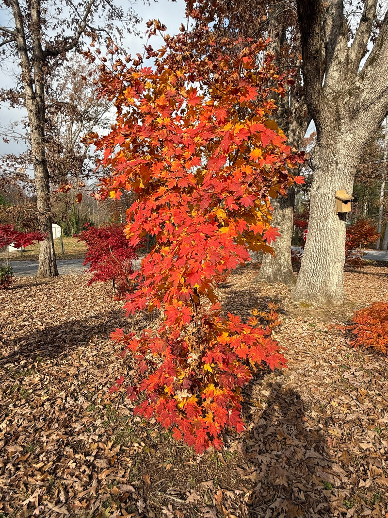 Acer sieboldianum 'Ookisha' Japanese Maple