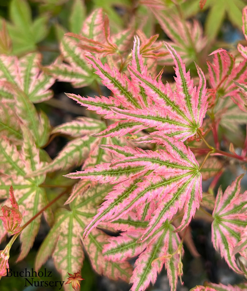 Acer palmatum 'Agape' Area 51 Rare Japanese Maple