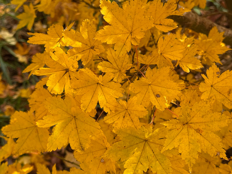 Acer palmatum 'Koyamadani nishiki' Japanese Maple