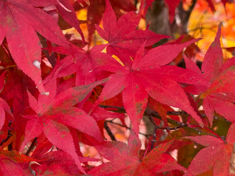 Acer palmatum 'Red Spray' Japanese Maple