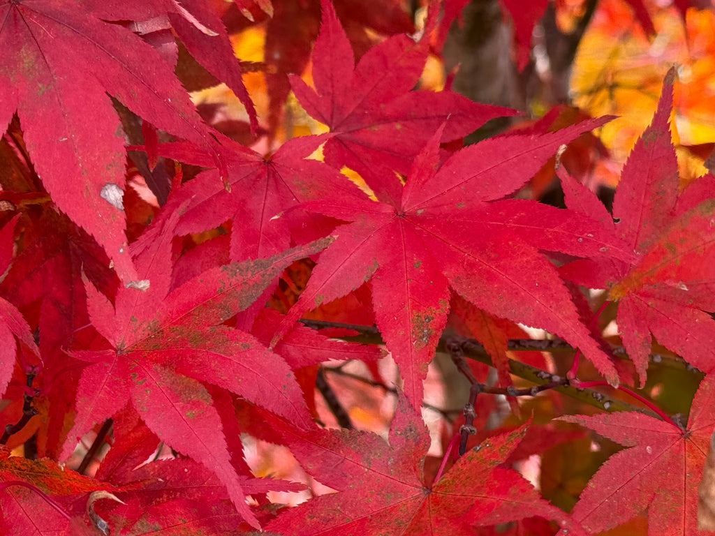 FD3C9DDB-01B5-4A97-8D28-